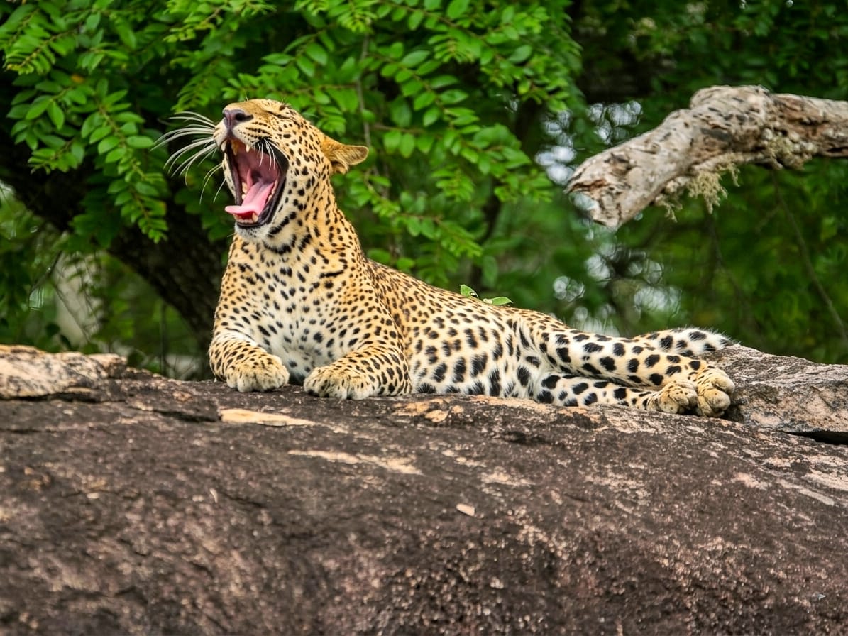 Yala Leopard