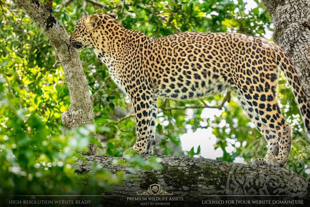 Camouflaged Leopard